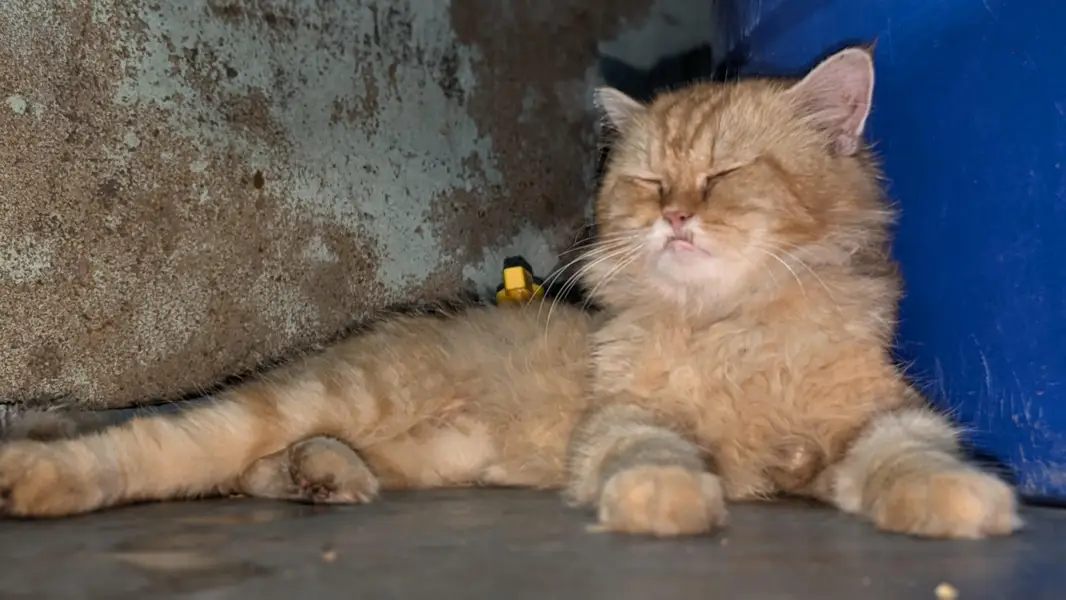 cat male urgent sale — photo 2