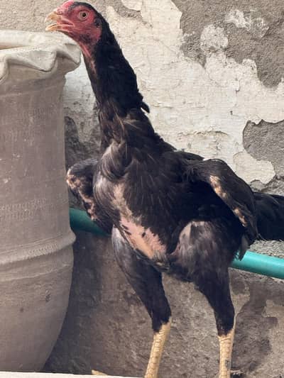 Egg Laying Aseel Hens