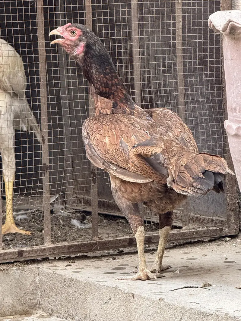 Egg Laying Aseel Hens — photo 2