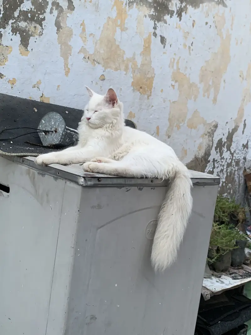 cute cat 6500 prices — photo 2