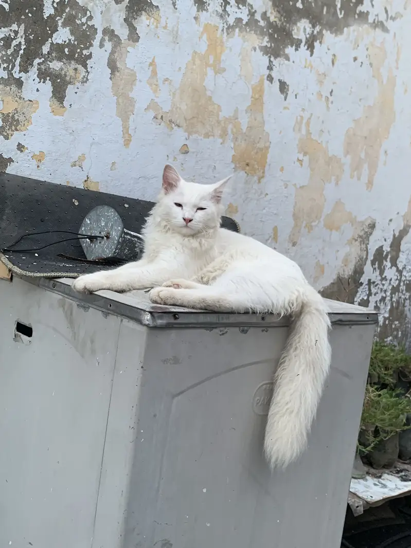 cute cat 6500 prices — photo 4