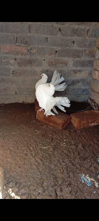 fantail pairs with chicks full add read what's03408950491