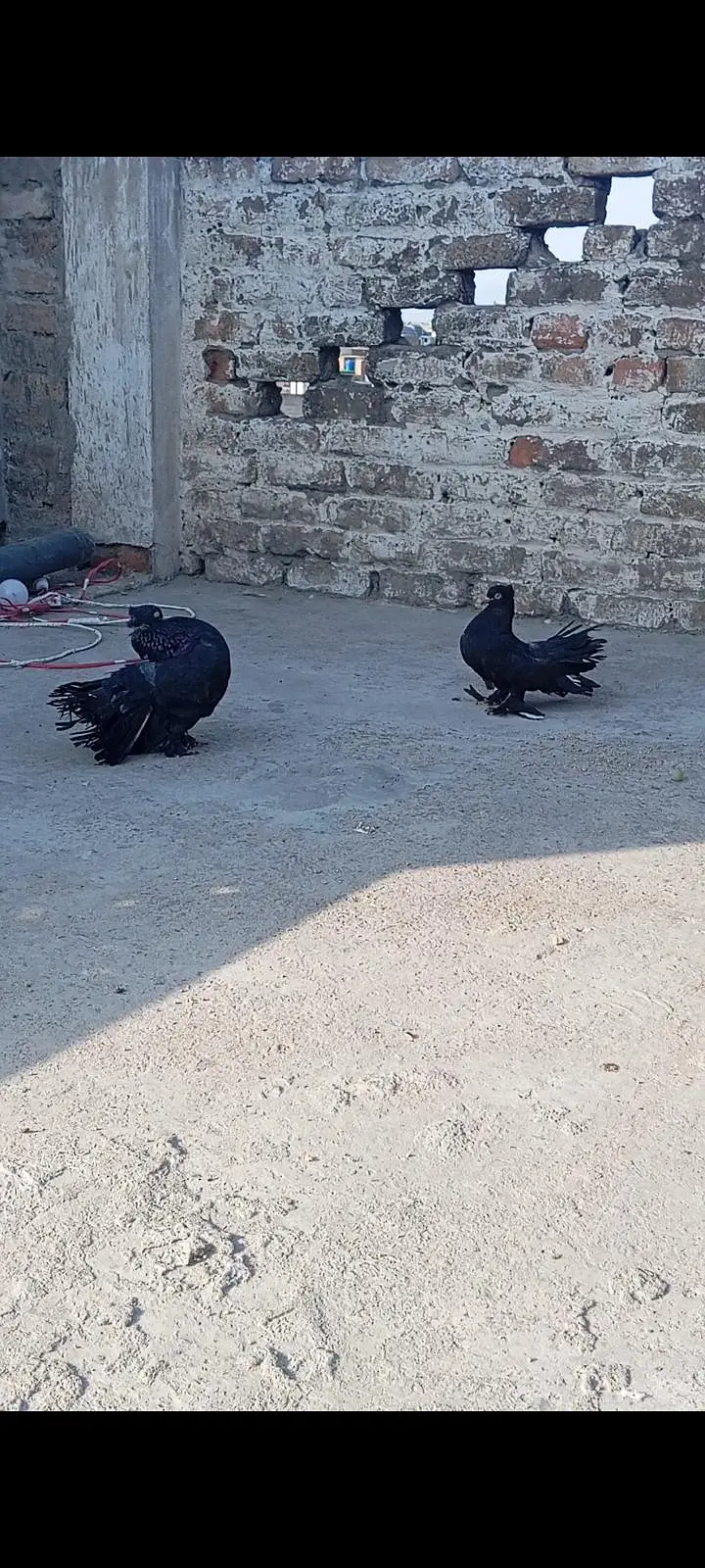 fantail pairs with chicks full add read what's03408950491 — photo 2