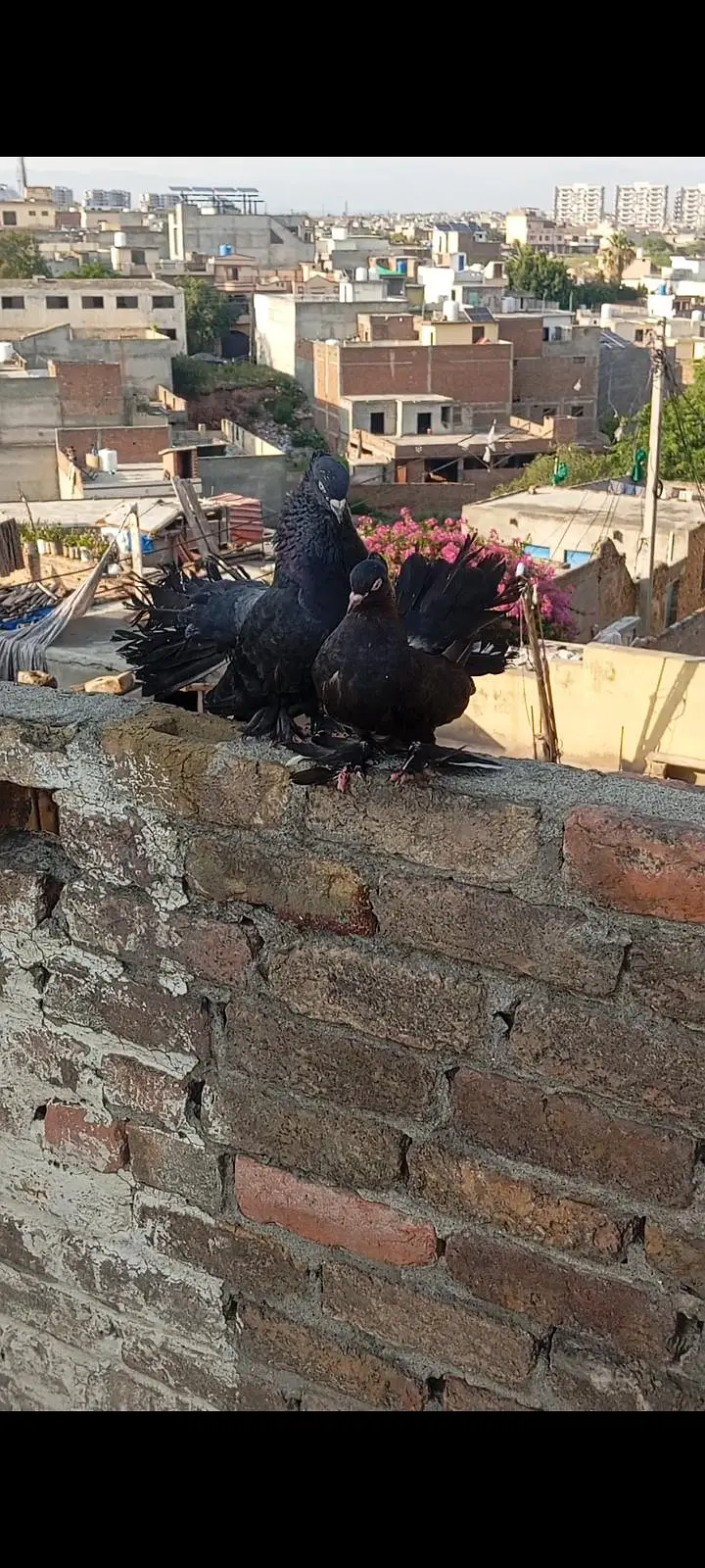fantail pairs with chicks full add read what's03408950491 — photo 3