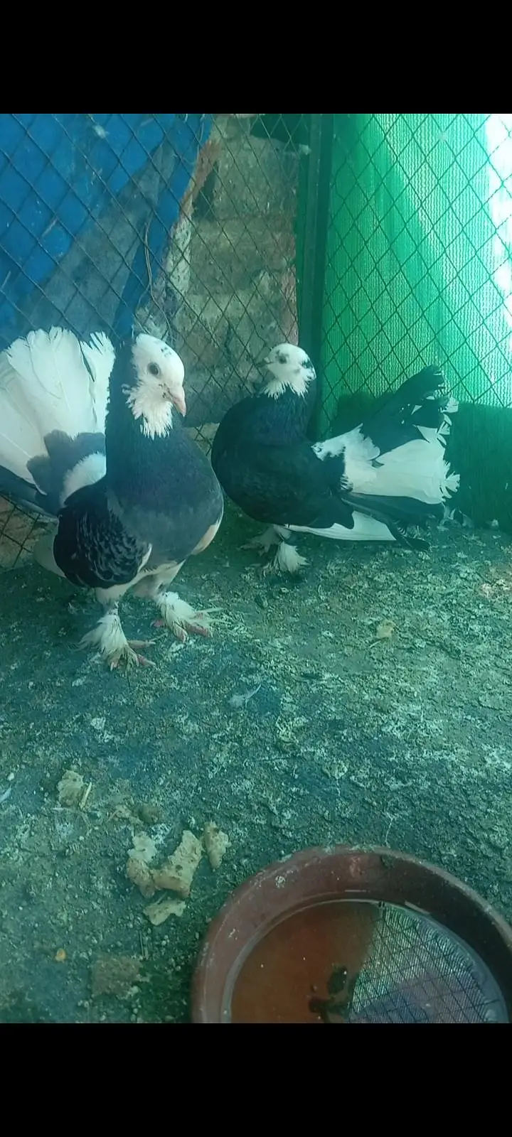 fantail pairs with chicks full add read what's03408950491 — photo 4