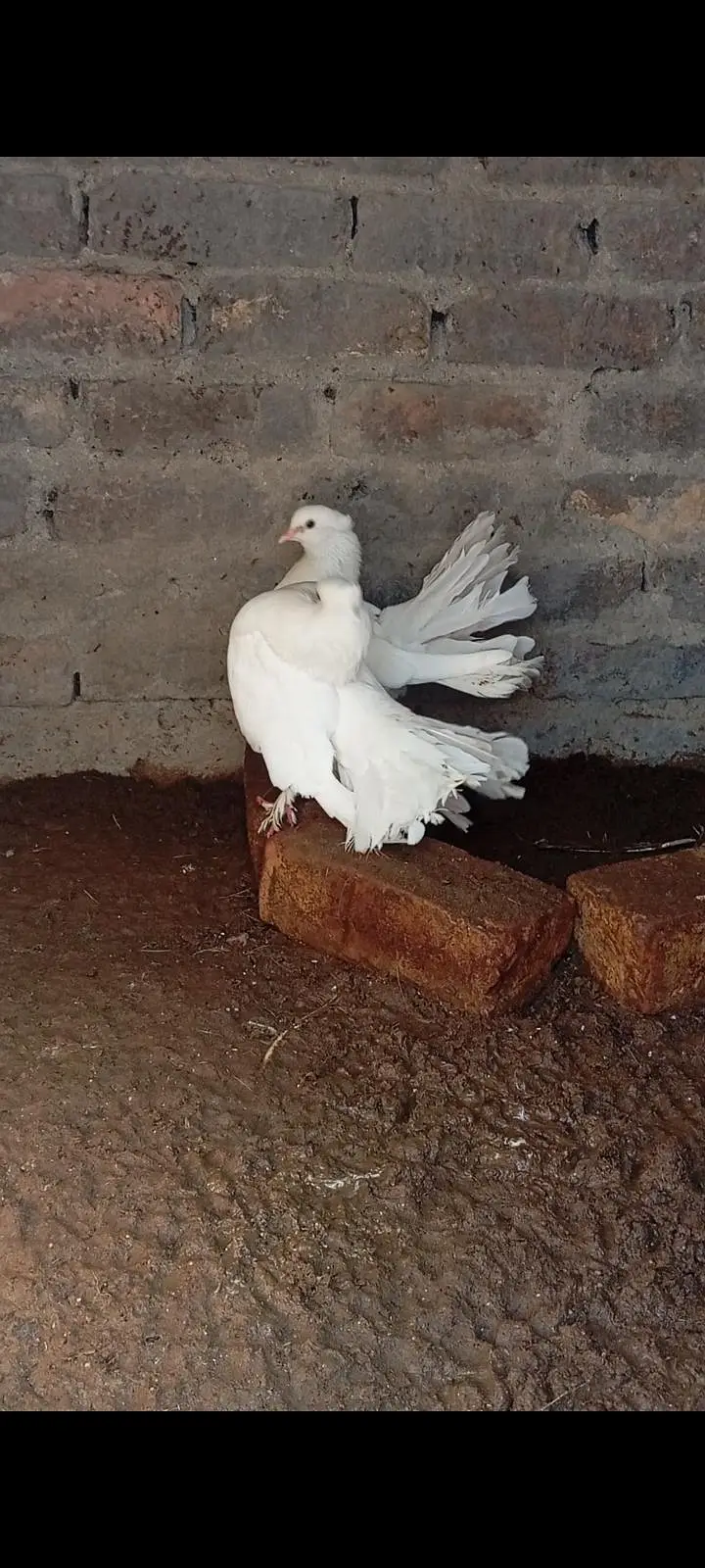 fantail pairs with chicks full add read what's03408950491 — photo 5