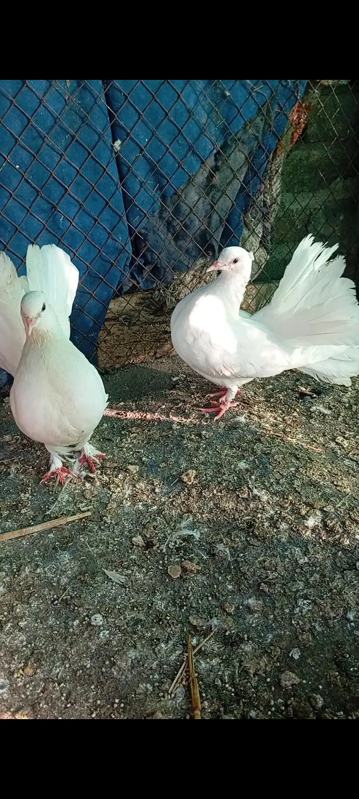 fantail pairs with chicks full add read what's03408950491 — photo 7