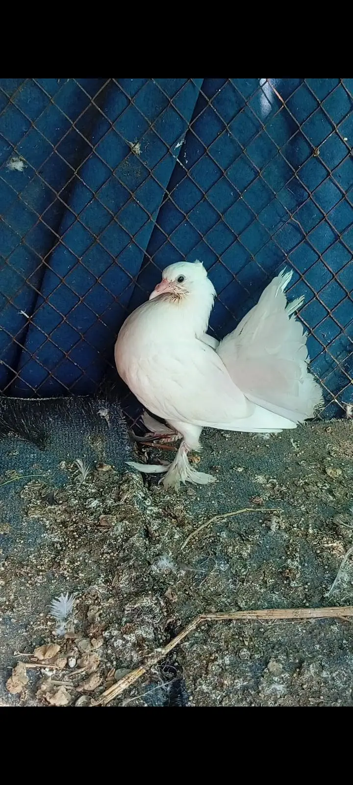 fantail pairs with chicks full add read what's03408950491 — photo 8