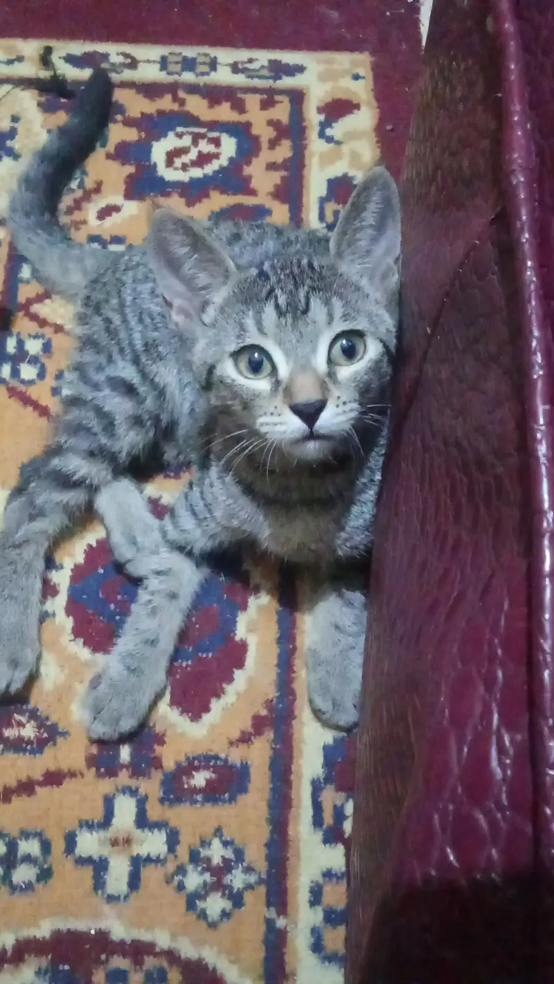 Persian cats — photo 3