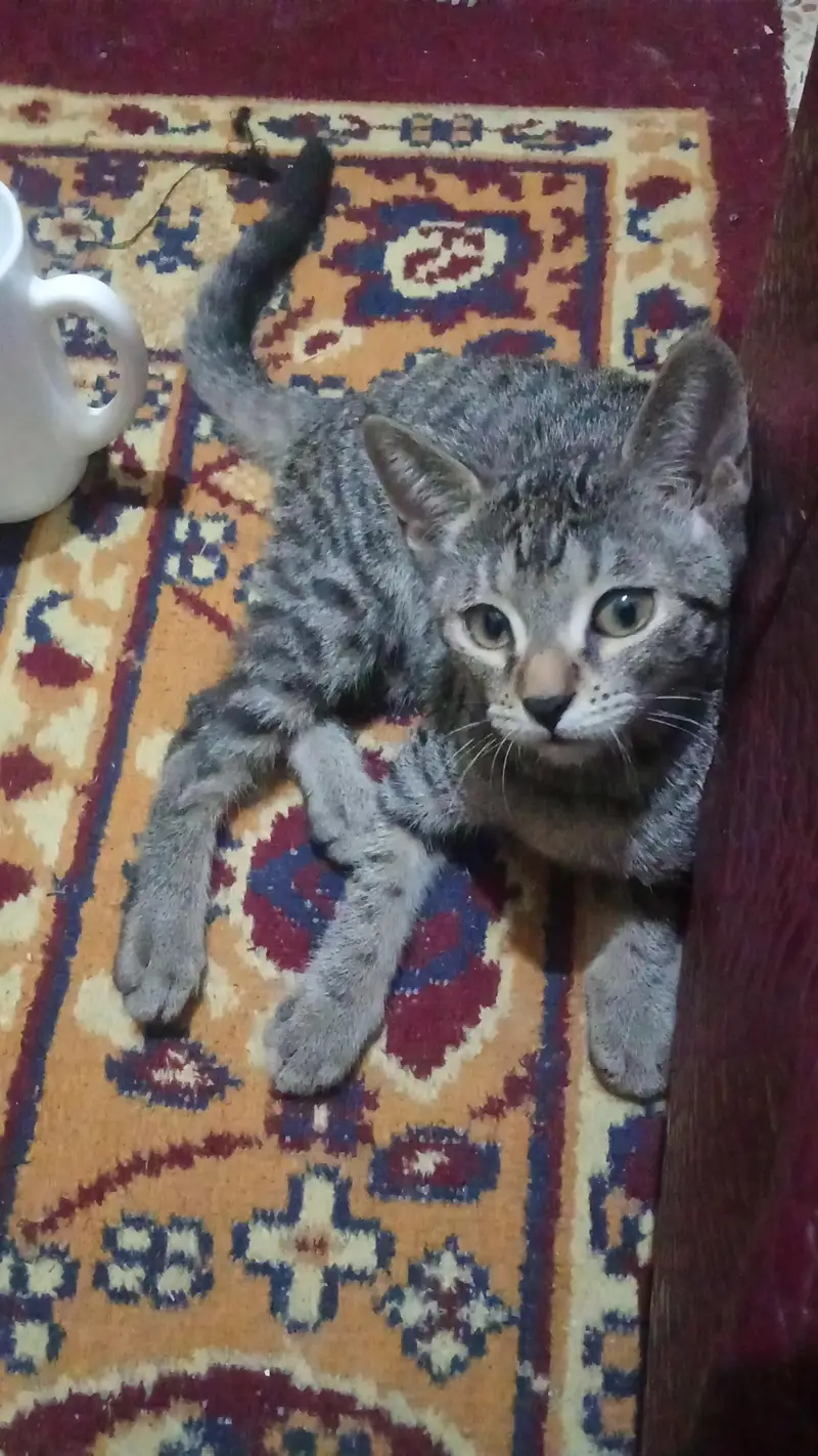 Persian cats — photo 4