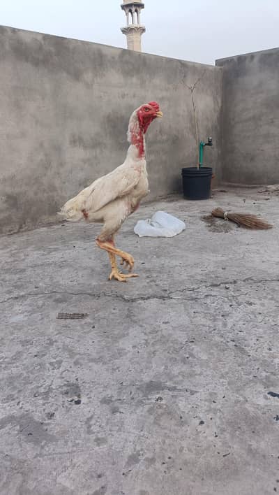 white o shamo
