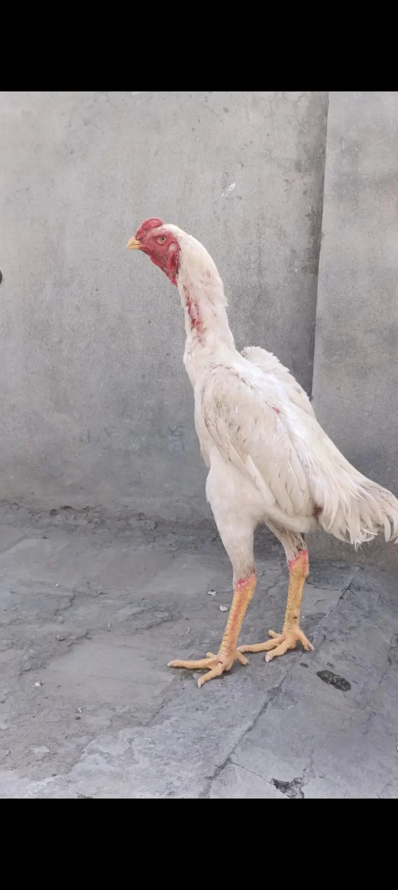 white o shamo — photo 2