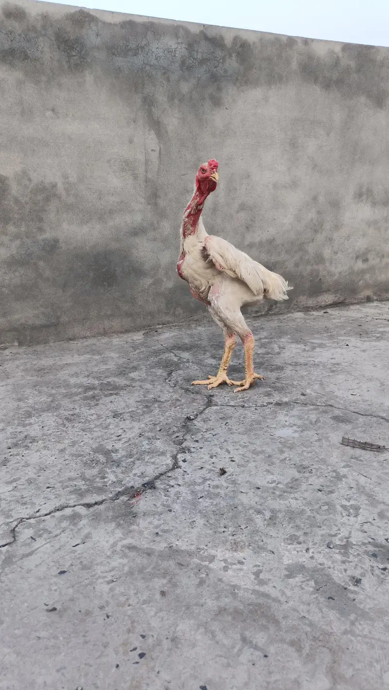 white o shamo — photo 3