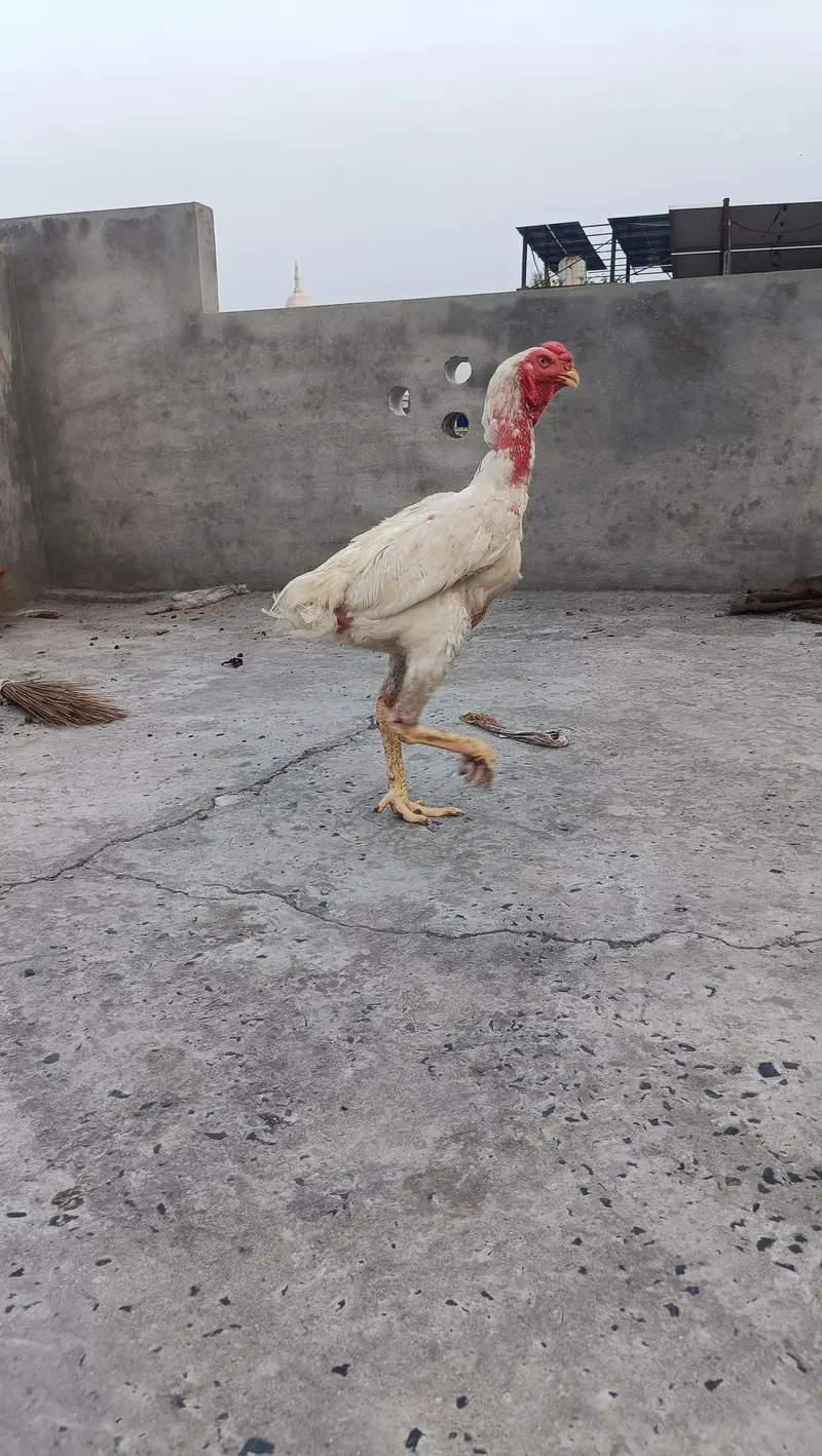 white o shamo — photo 4