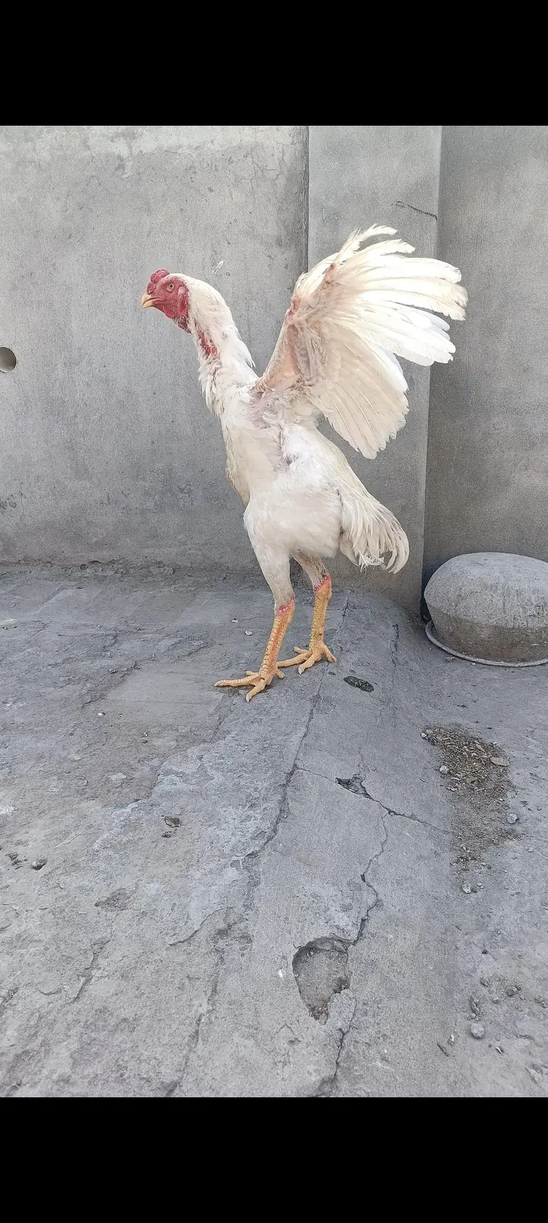 white o shamo — photo 5