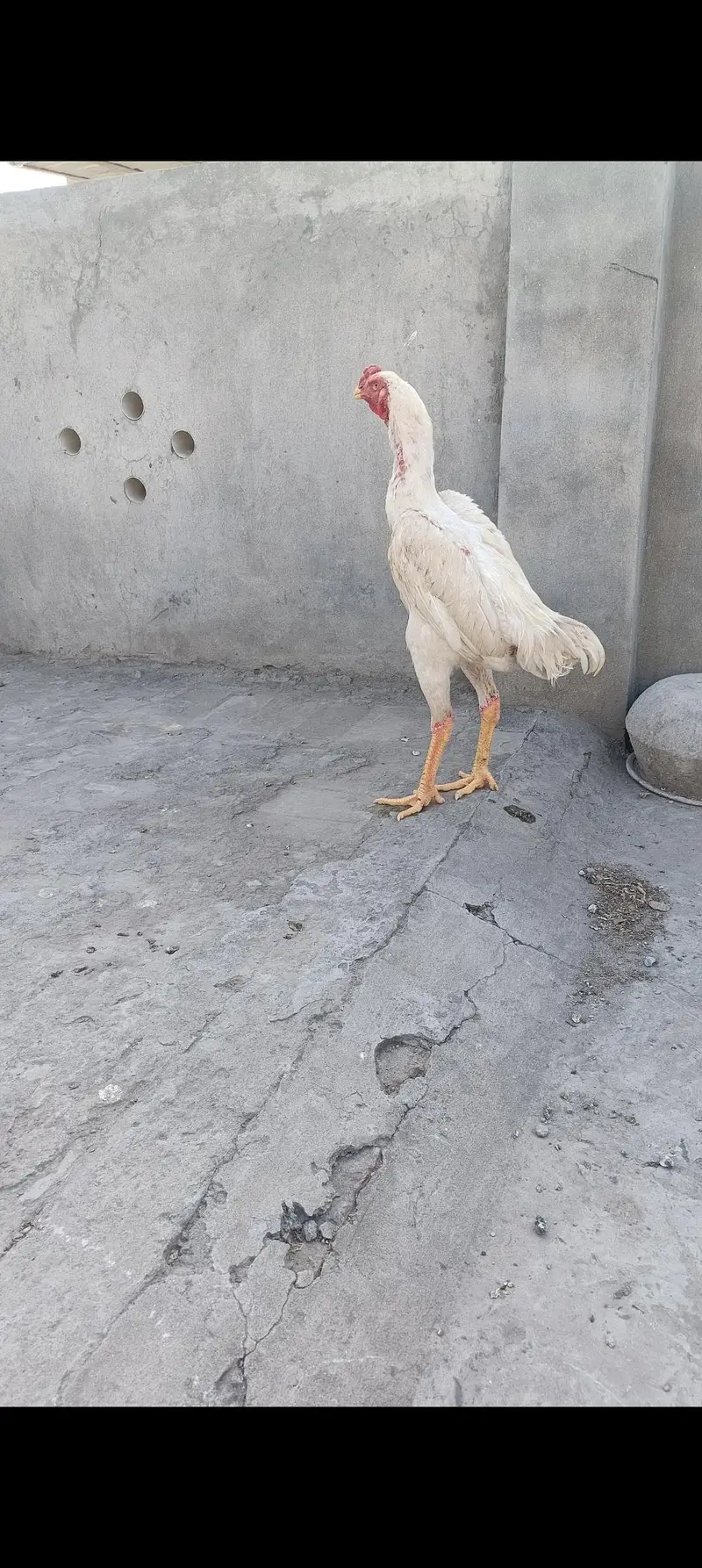white o shamo — photo 6