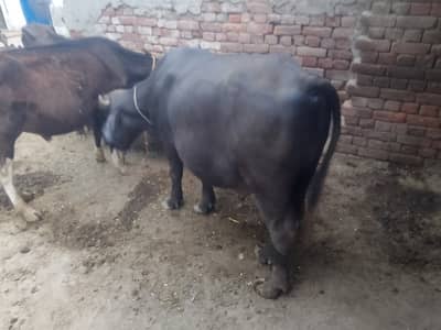 Katta for sale