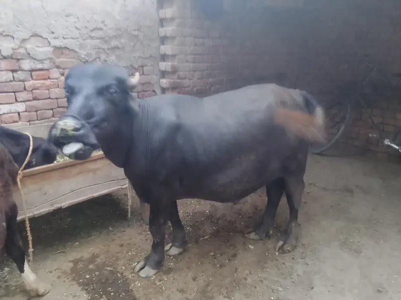 Katta for sale — photo 2