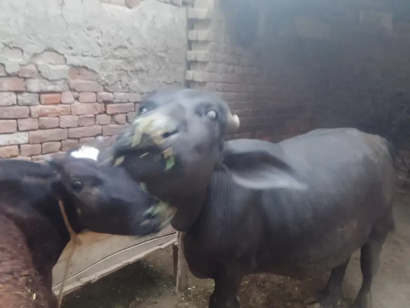 Katta for sale — photo 3