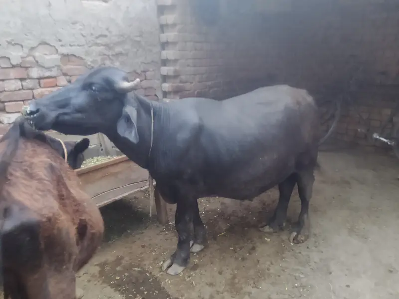 Katta for sale — photo 4