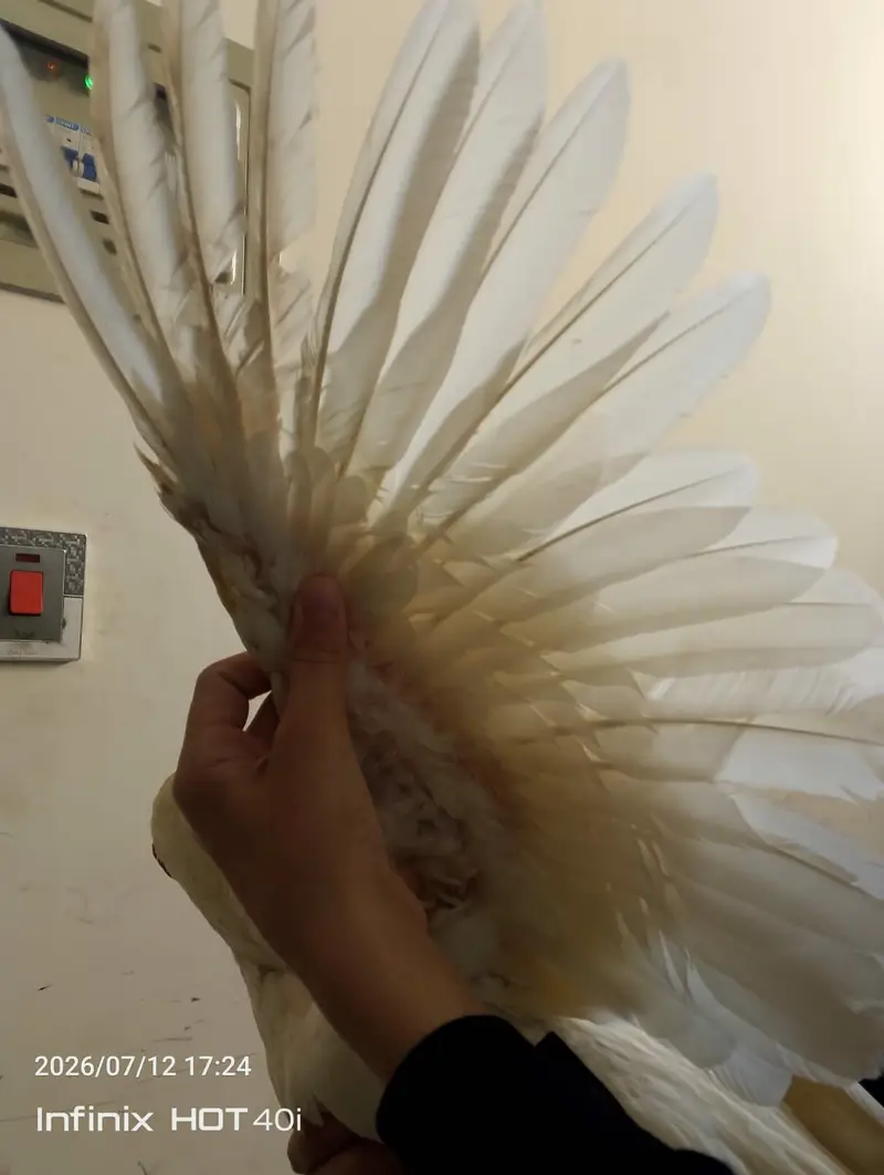 HIGH QUALITY ONE EYE HEERA PAPER WHITE BREEDER FOR SALE 03488016312 — photo 3