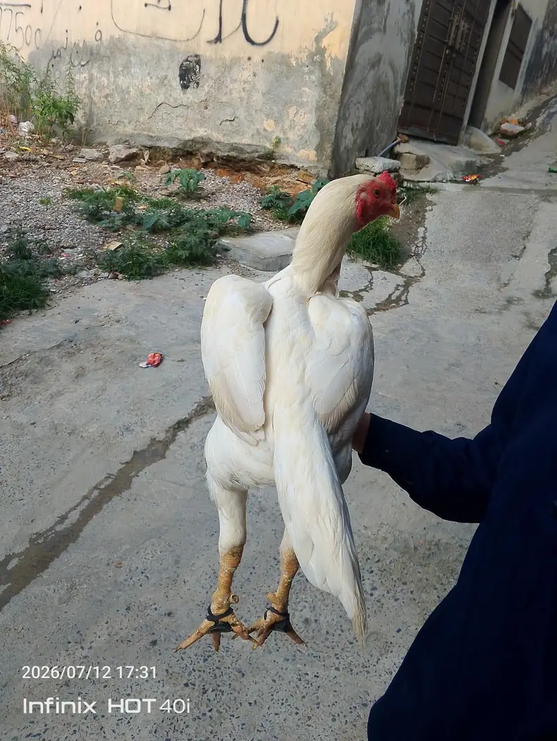 HIGH QUALITY ONE EYE HEERA PAPER WHITE BREEDER FOR SALE 03488016312 — photo 5