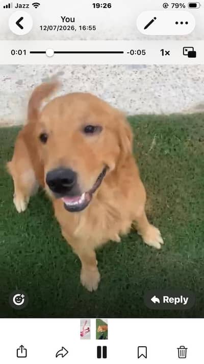GOLDEN RETRIEVER MALE