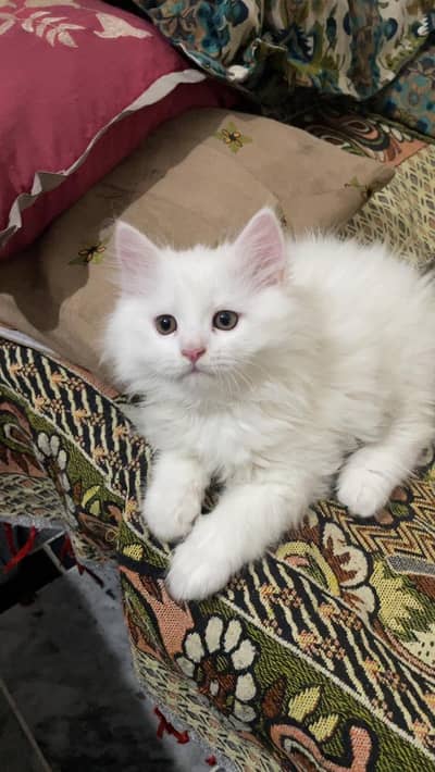 persian cat for sale in only Rs 15000