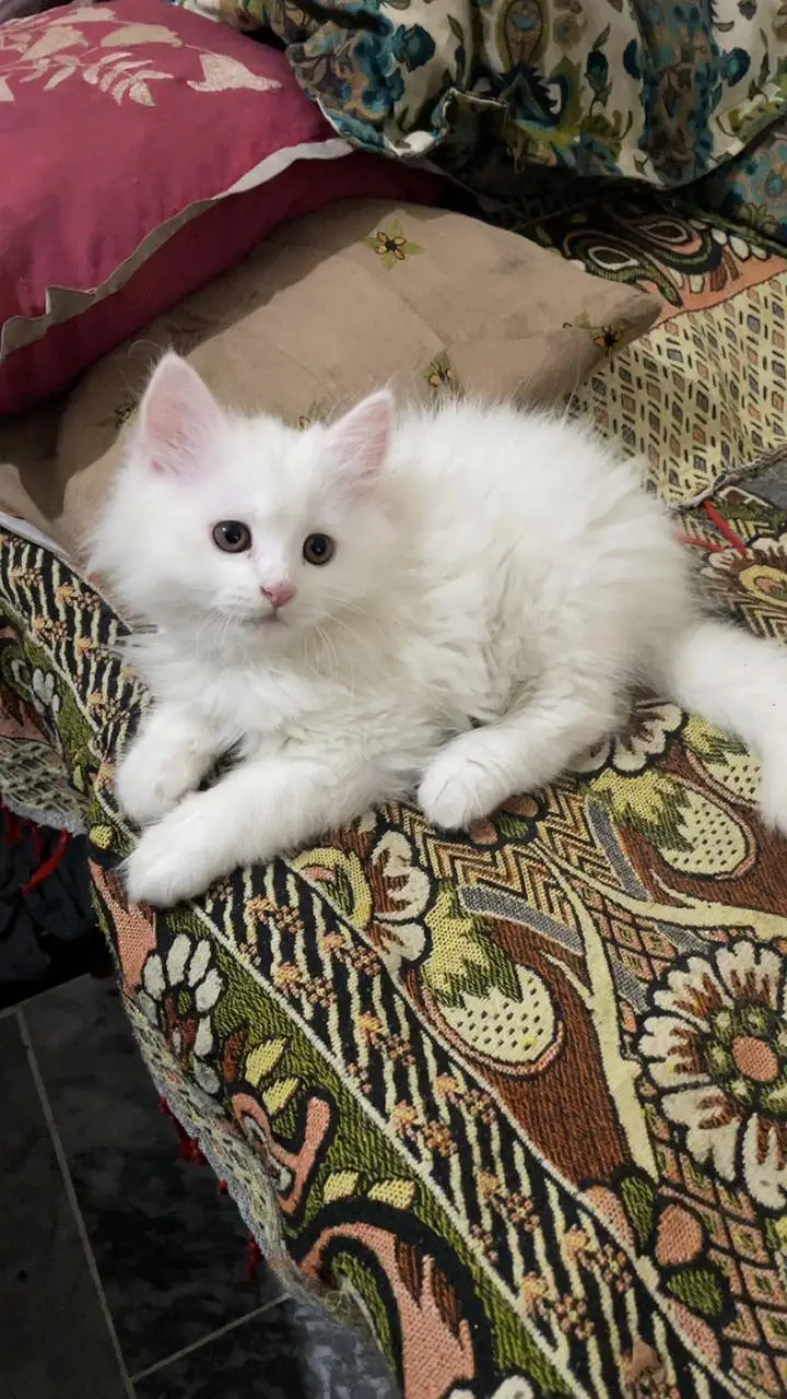 persian cat for sale in only Rs 15000 — photo 2