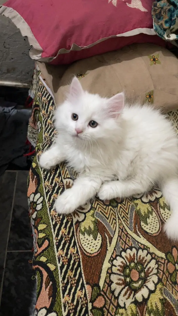persian cat for sale in only Rs 15000 — photo 3