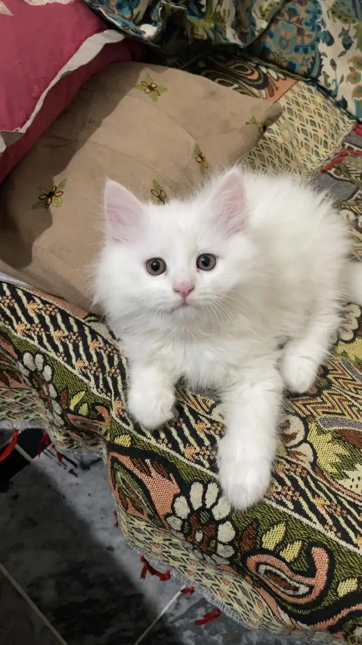 persian cat for sale in only Rs 15000 — photo 4