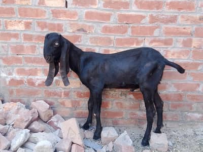 Bital Male for sale