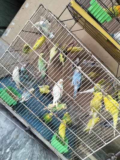  Trusted Parrot Seller | Multan | Fast Replies 