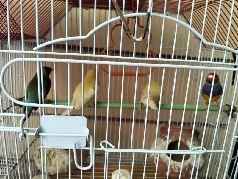  Trusted Parrot Seller | Multan | Fast Replies  — photo 2