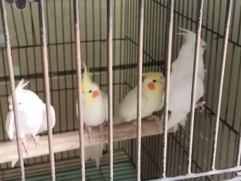  Trusted Parrot Seller | Multan | Fast Replies  — photo 3