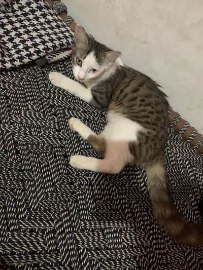 Active and Playful Cat for Sale in Multan (Fully Litter Trained)