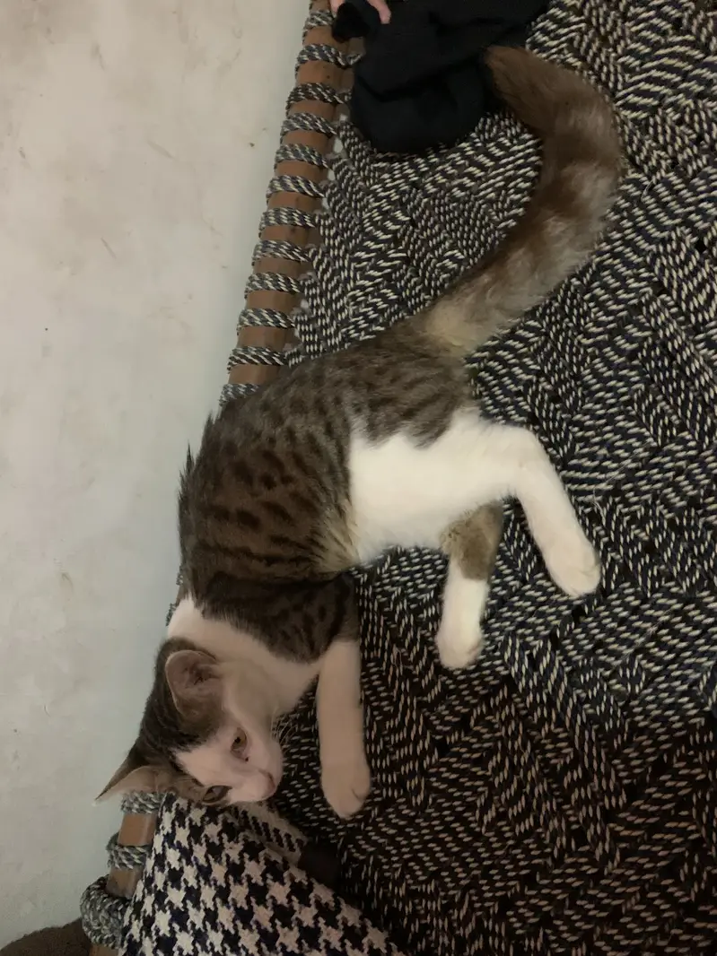 Active and Playful Cat for Sale in Multan (Fully Litter Trained) — photo 2