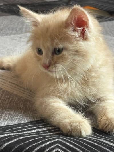 Persian kitten female fawn color