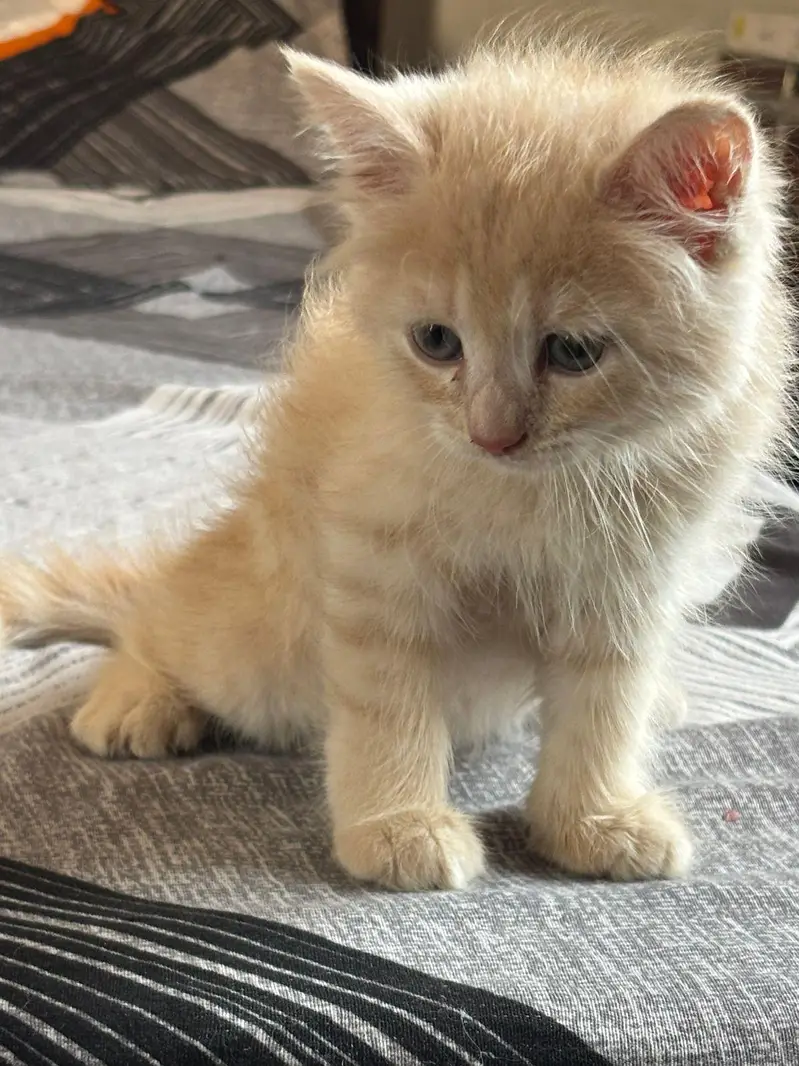 Persian kitten female fawn color — photo 2