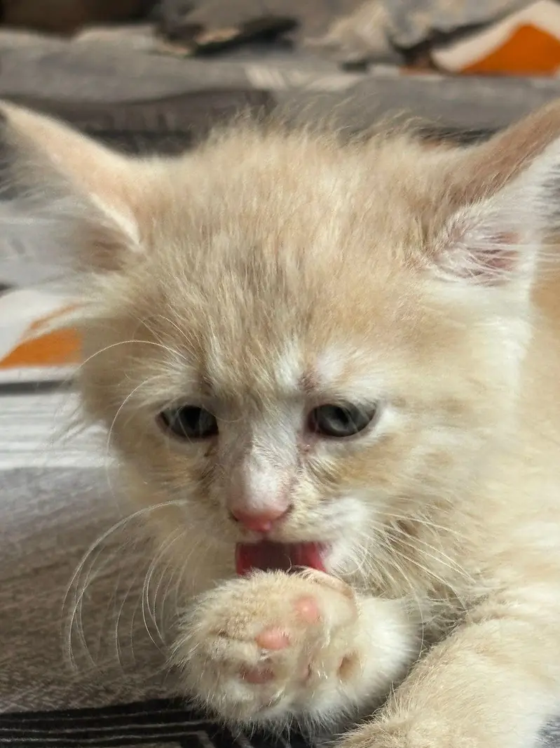 Persian kitten female fawn color — photo 3