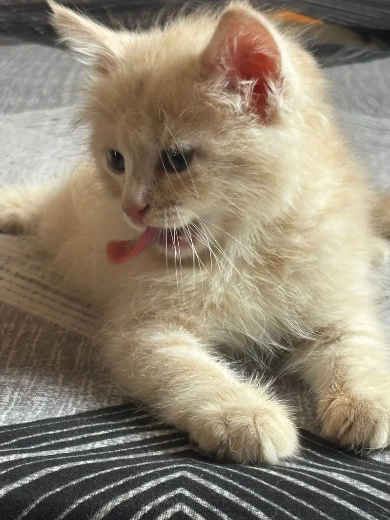 Persian kitten female fawn color — photo 4