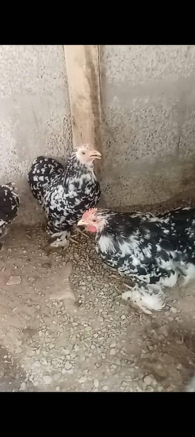 Mottled Bantam For sale