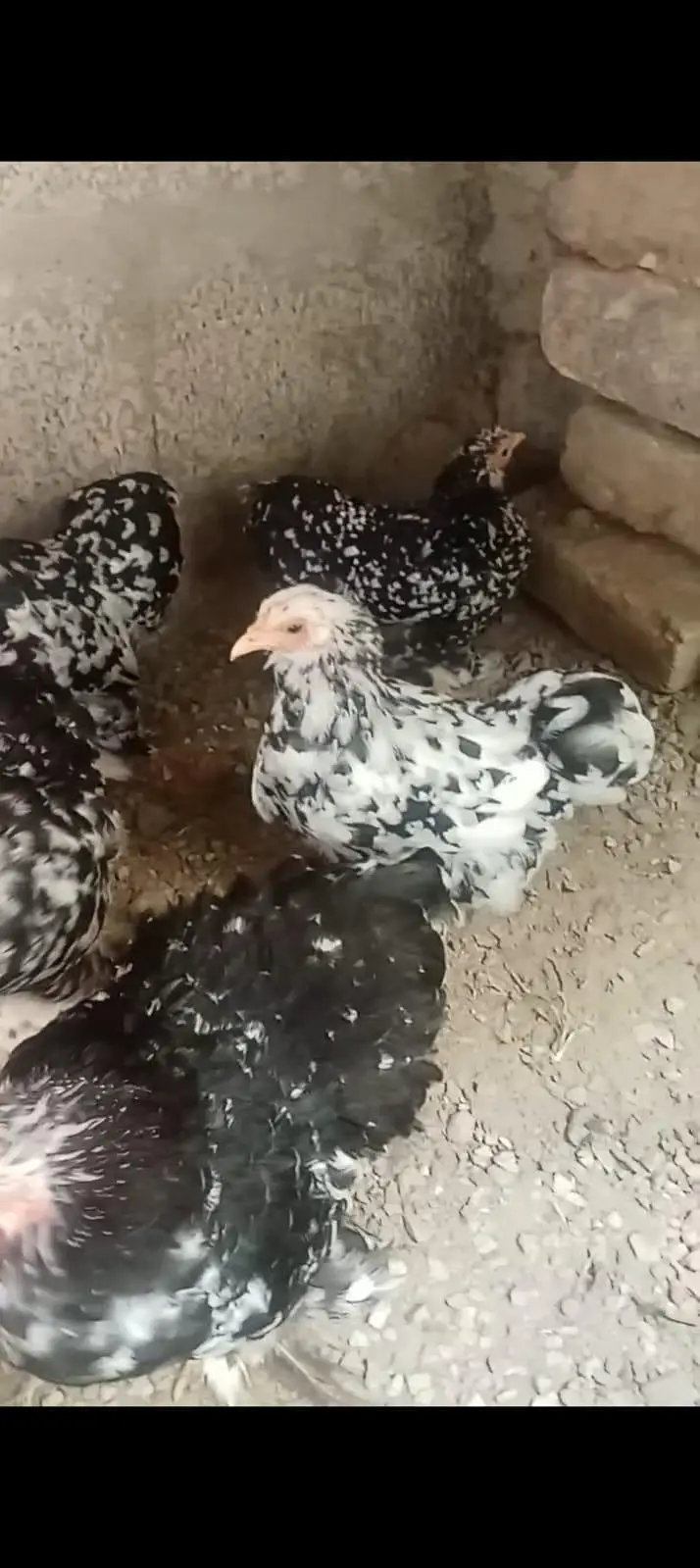 Mottled Bantam For sale — photo 2