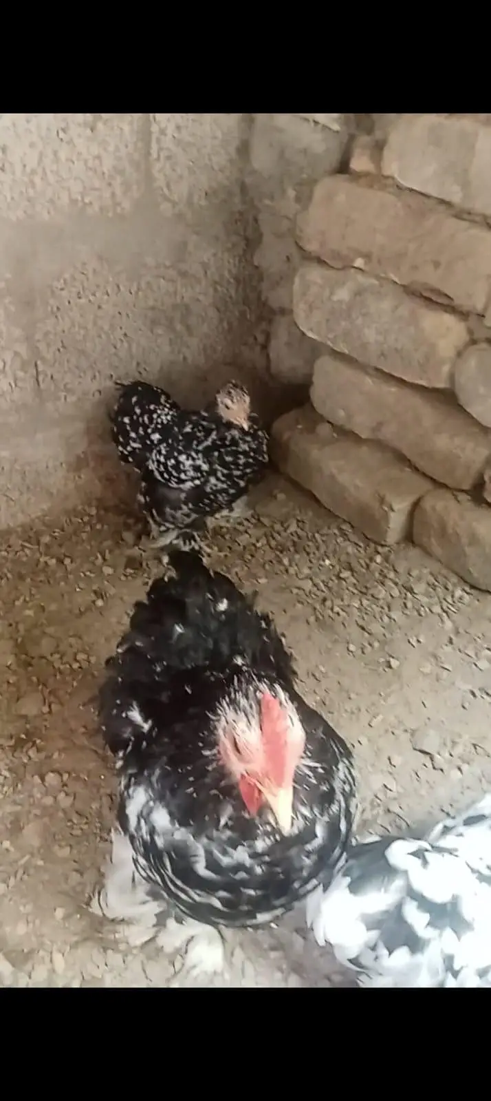 Mottled Bantam For sale — photo 3