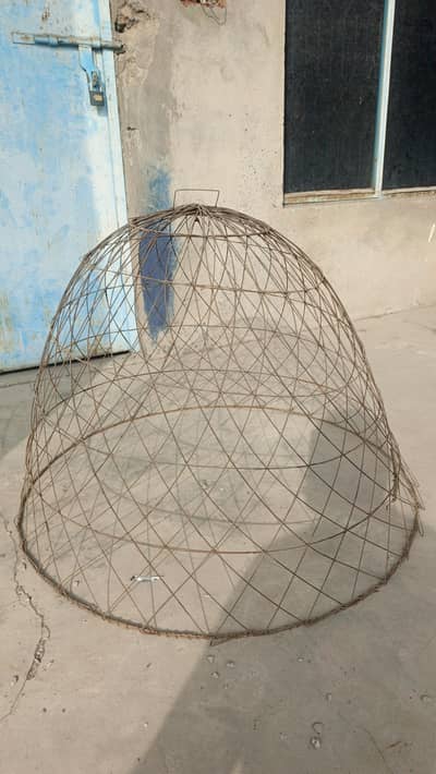 Aseel Tokra For sale Sale Big Size