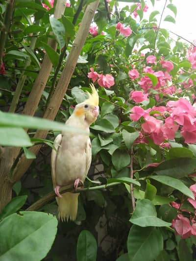 Hand Trained Cockatile