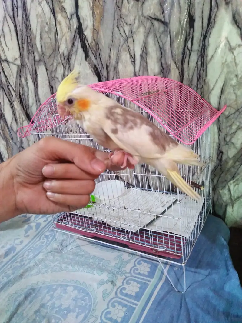 Hand Trained Cockatile — photo 2