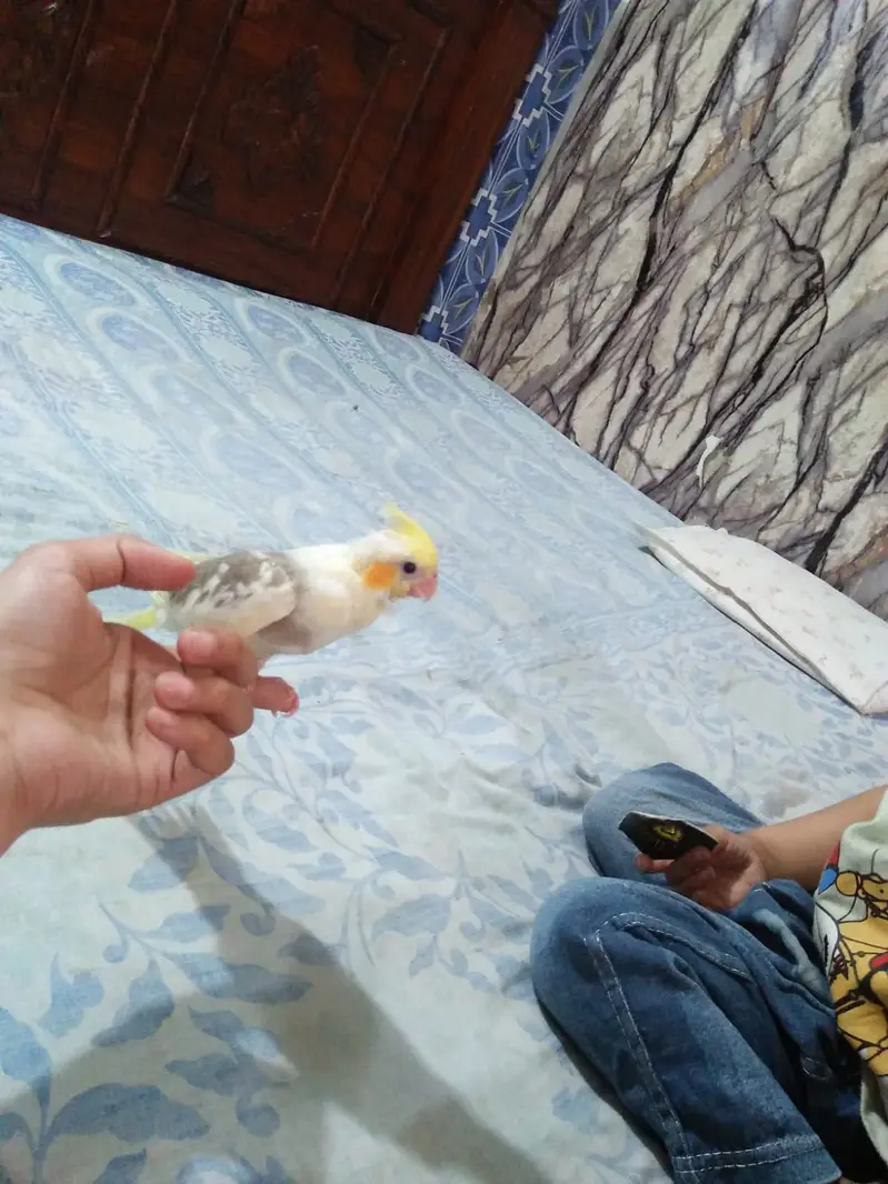 Hand Trained Cockatile — photo 3