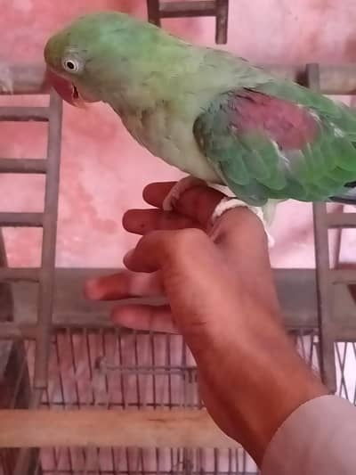 handtame talking female available with heavy fance cage