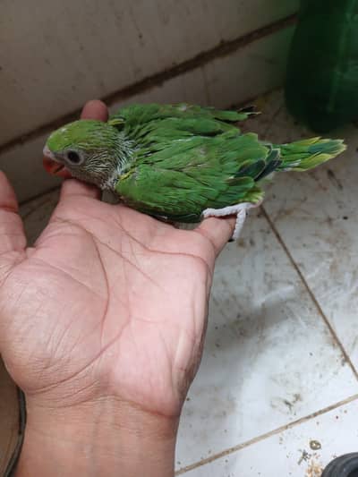 Green Ringneck Chick